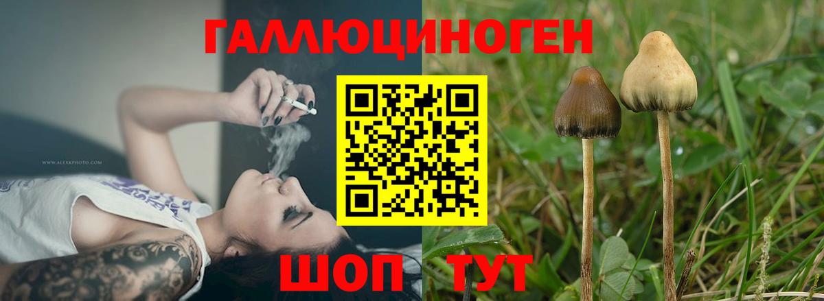 Тельмана  Галлюциногенные грибы MAGIC MUSHROOMS  Вход с VPN 
